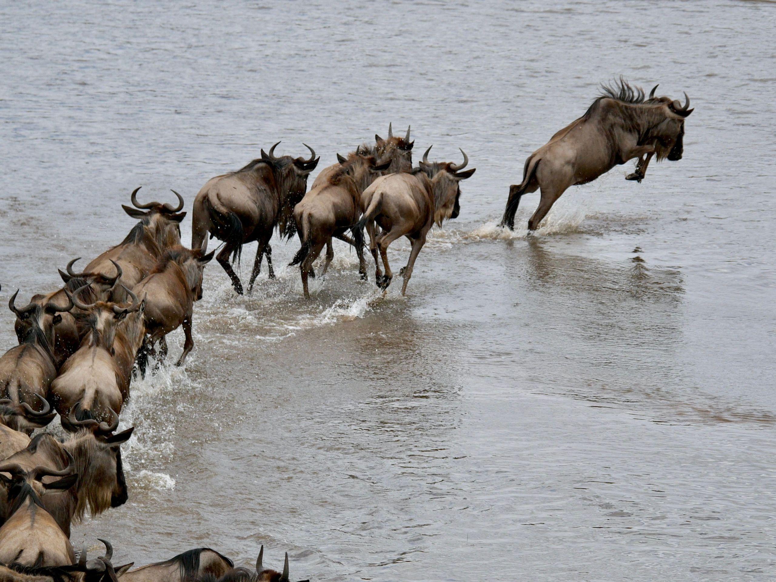 10-Day Great Migration: Kenya & Tanzania