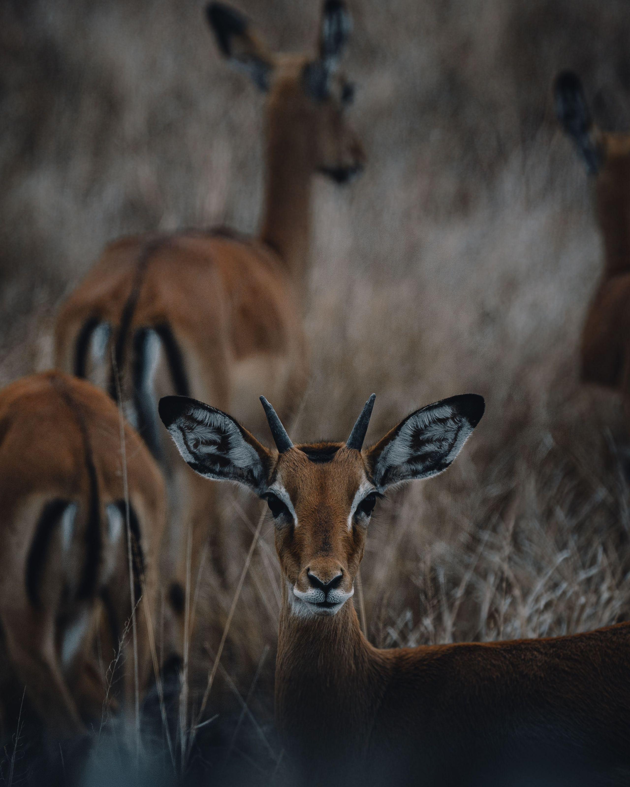 Masai Mara